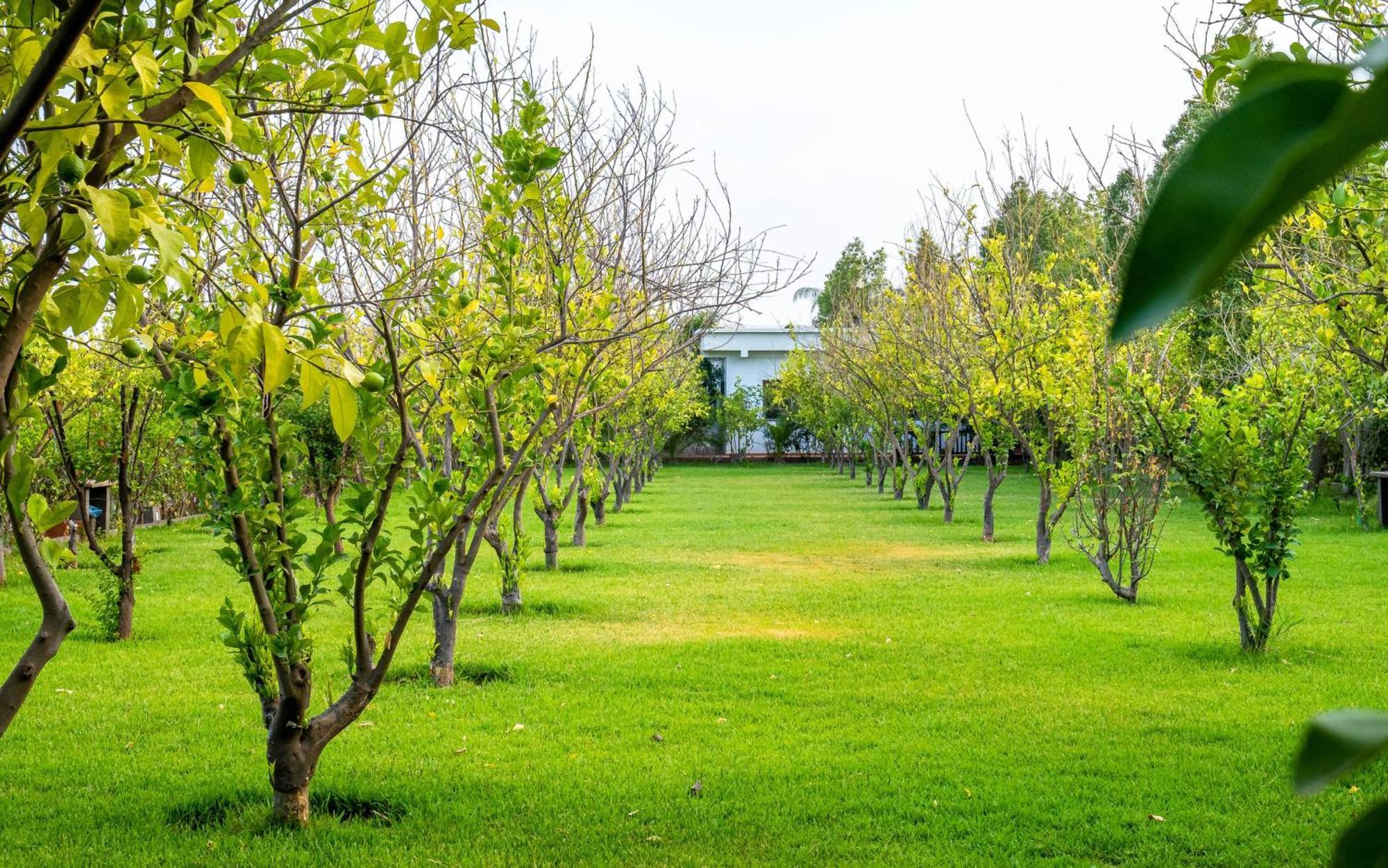 Hotel The Lemonary Marrakech Ouled Moumen Zewnętrze zdjęcie