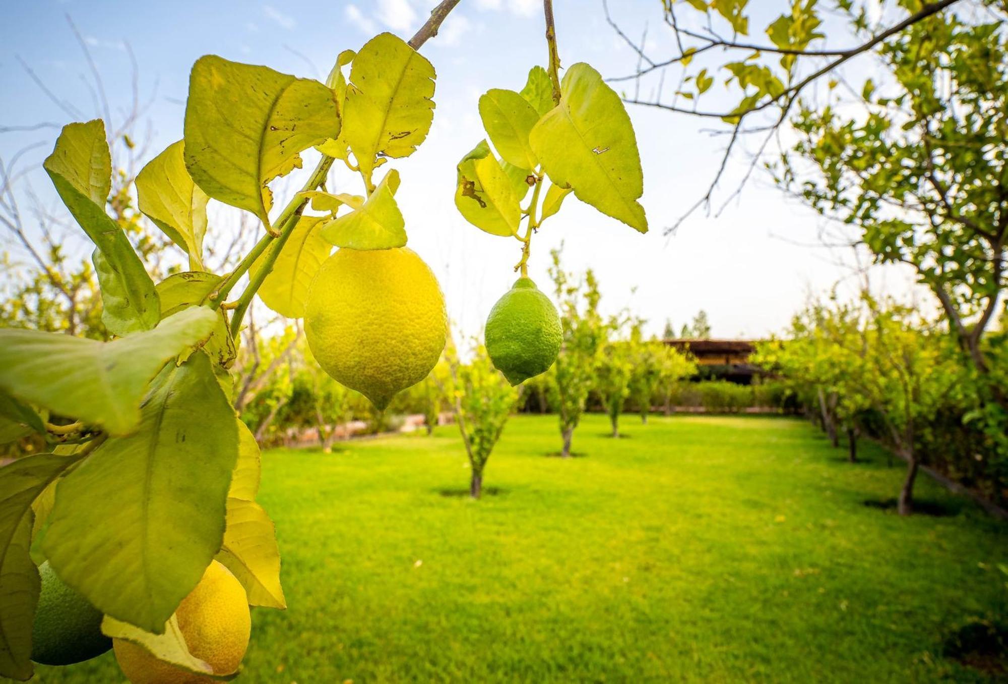 Hotel The Lemonary Marrakech Ouled Moumen Zewnętrze zdjęcie